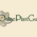 美国在线植物指南Online Plant Guide