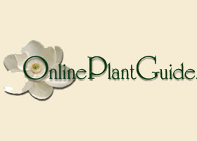 美国在线植物指南Online Plant Guide