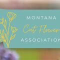 美国蒙大拿切花协会