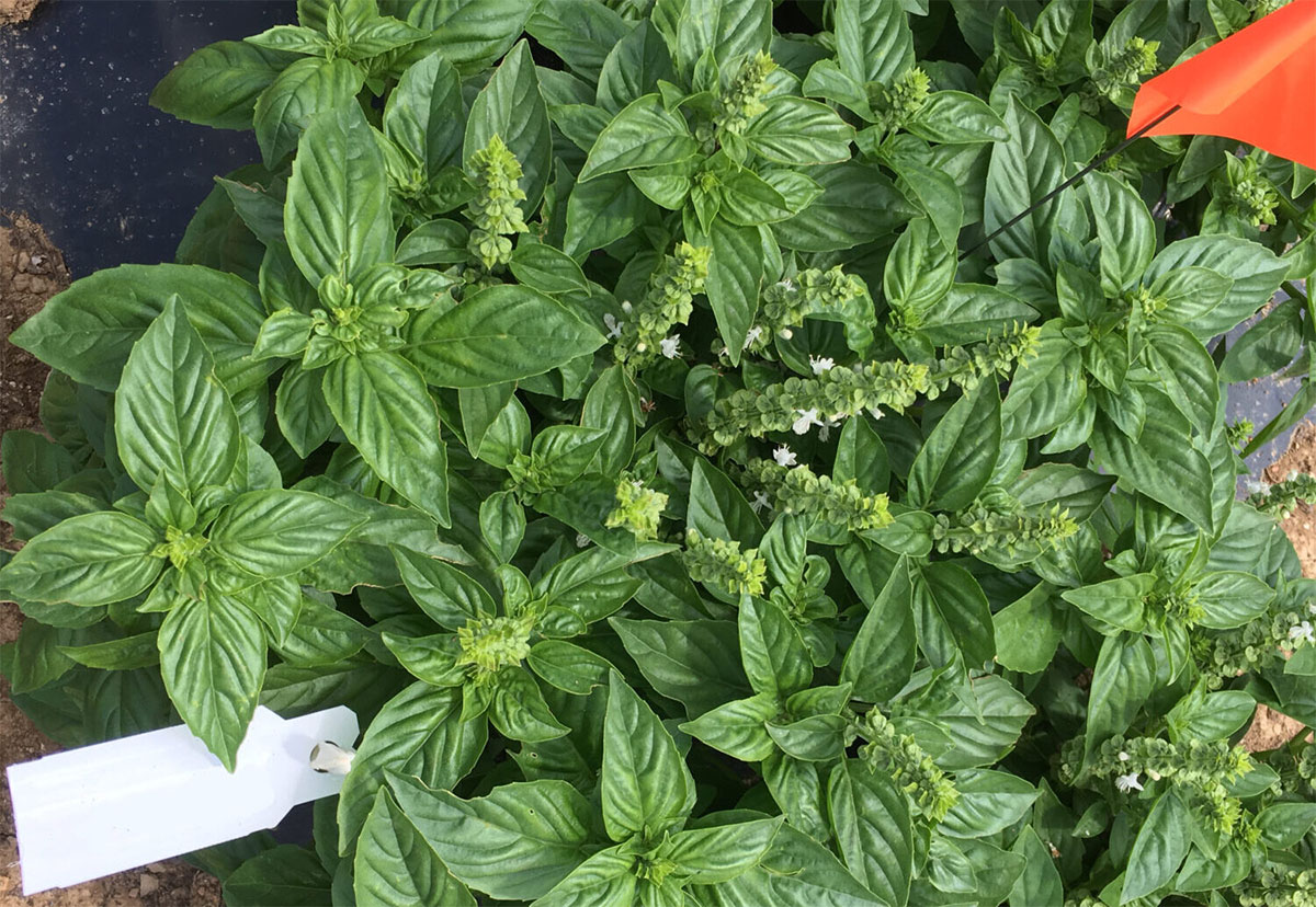 罗勒‘Treviso’（“特雷维索”）