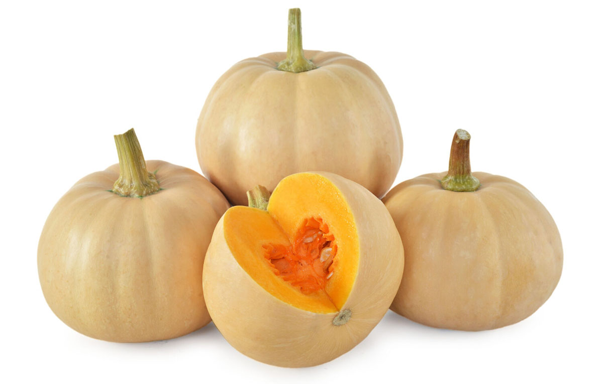 南瓜‘Winter Butter Lamp F1’（“黄油灯” 冬南瓜 F1 代）