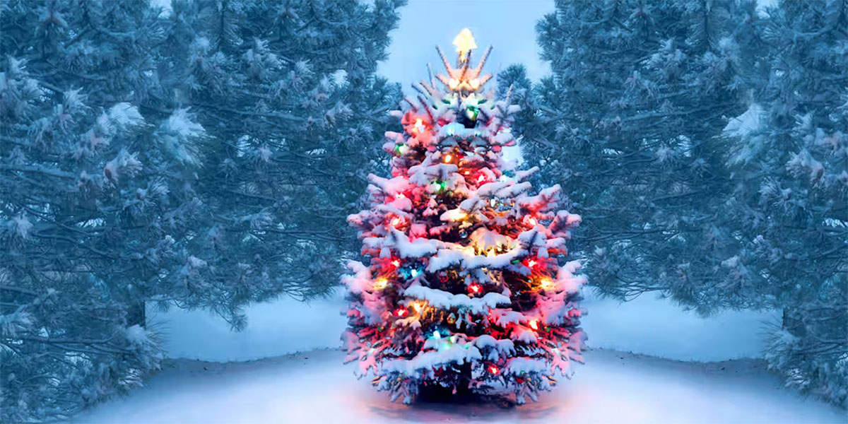 圣诞树的历史
