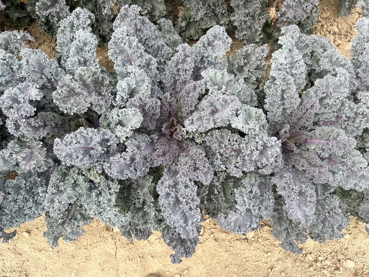 羽衣甘蓝‘Rubybor F1’（“红宝石” F1 代）