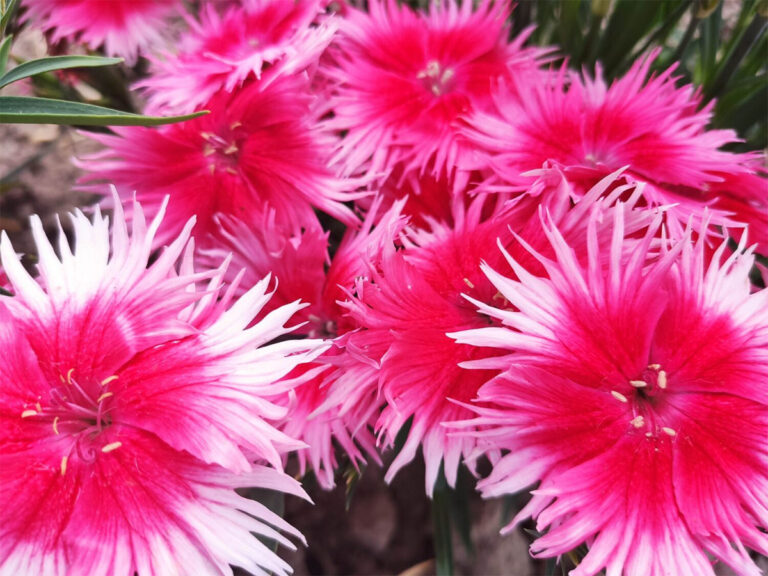石竹‘Supra Cherry Picotee F1’（“超级樱桃镶边” F1 代）