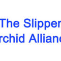 拖鞋兰联盟Slipper Orchid Alliance