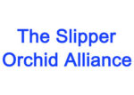拖鞋兰联盟Slipper Orchid Alliance