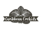 美国波多黎各加勒比兰花Caribbean Orchids