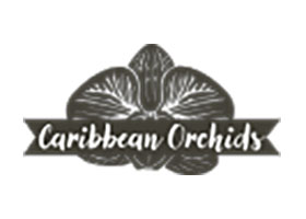 美国波多黎各加勒比兰花Caribbean Orchids