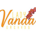 美国Lady Vanda 兰花