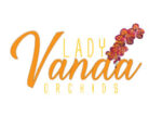 美国Lady Vanda 兰花