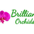 美国精彩兰花Brilliant Orchids