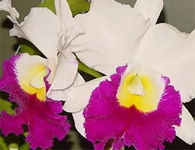 美国佛罗里达群岛兰花协会