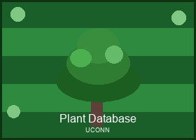 美国康涅狄格大学木本景观植物数据库