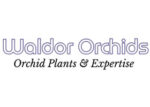 美国 Waldor Orchids 沃尔多兰花苗圃