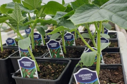 新西兰 Pedleys Nursery - 菲尔丁镇150年的绿色传承