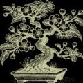 Scottish Bonsai Association Logo