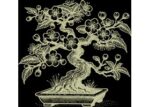 Scottish Bonsai Association Logo