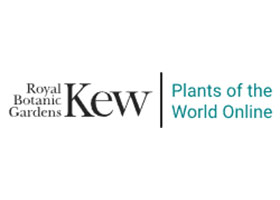 英国邱园全球植物在线数据库 Plants of the World Online 