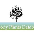 美国 Cornell 康奈尔大学木本植物数据库 Woody Plants Database
