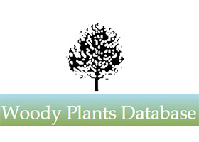 美国 Cornell 康奈尔大学木本植物数据库 Woody Plants Database 
