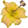 The Lily Auction Logo