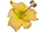 The Lily Auction Logo