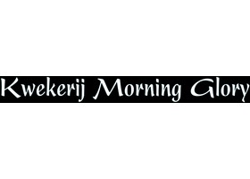 荷兰 Morning Glory 阿尔斯梅尔苗圃 Logo