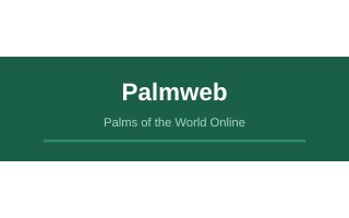 Palmweb Logo