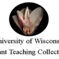 University of Wisconsin Plant Teaching Collection Logo