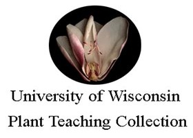 University of Wisconsin Plant Teaching Collection Logo
