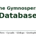 The Gymnosperm Database