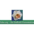 DaffTube 水仙花展示网站 (Daffodil Presentation Site)
