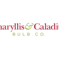 Amaryllis & Caladium Bulb Co. logo