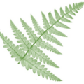 德国 Farndatenbank 蕨类植物数据库