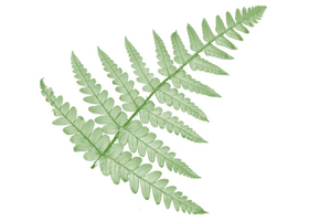 德国 Farndatenbank 蕨类植物数据库