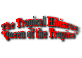 The Tropical Hibiscus 热带芙蓉