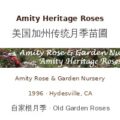 Amity Heritage Roses – 美国加州传统月季苗圃(Amity Rose & Garden Nursery)