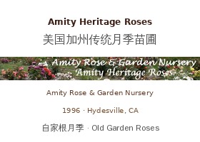 Amity Heritage Roses – 美国加州传统月季苗圃（Amity Rose & Garden Nursery）