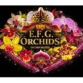 E.F.G. Orchids Incorporated