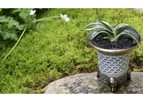 Omoto万年青 plant in traditional Japanese ceramic pot from Houmeien nursery
