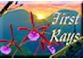 First Rays LLC Logo