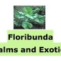 Floribunda Palms and Exotics Logo