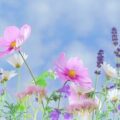 Gardens North 加拿大耐寒野生花卉品牌图