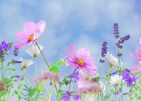 Gardens North 加拿大耐寒野生花卉品牌图