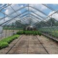 Gothic Arch commercial greenhouse gable