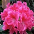 Henning杜鹃专精资源站 - Rhododendron & Azalea Pages 粉红杜鹃花图案
