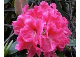 Henning杜鹃专精资源站 - Rhododendron & Azalea Pages 粉红杜鹃花图案