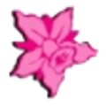 Exotic Orchids of Maui logo - pink watercolor Cattleya