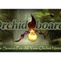Orchid Board Logo