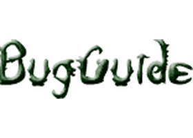 BugGuide.net 节肢动物公民科学平台 wordmark